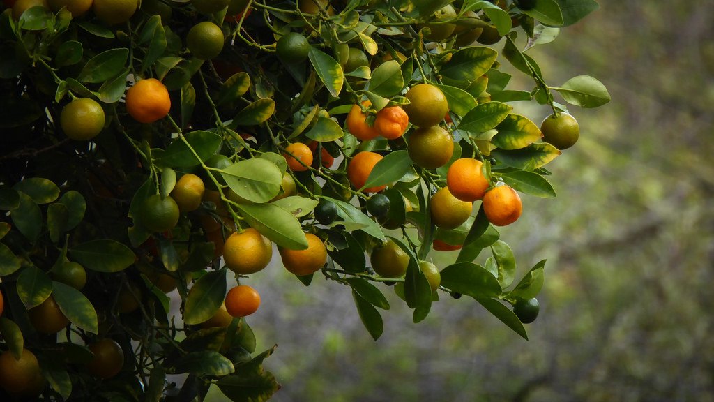 贝斯特--全球最奢华的游戏平台
