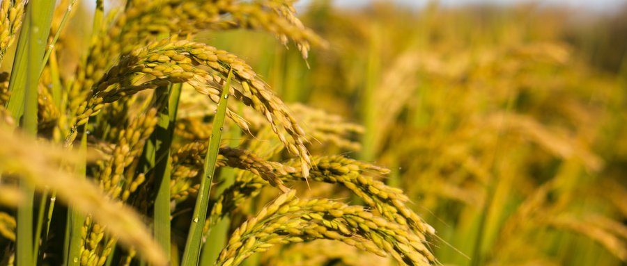 贝斯特--全球最奢华的游戏平台