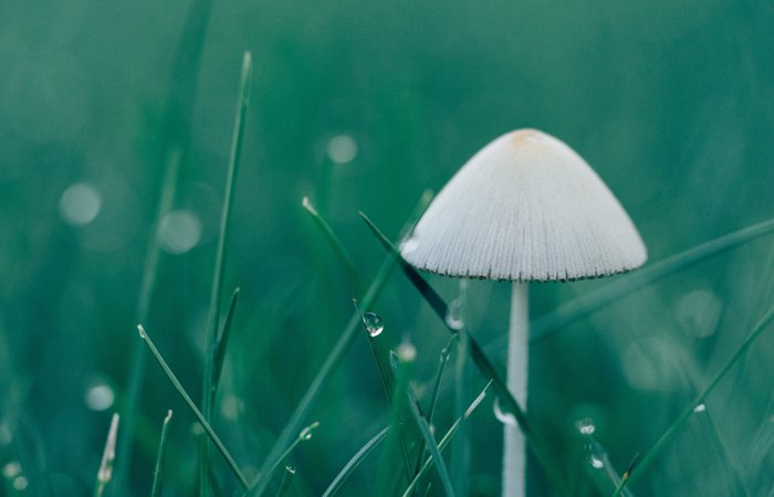 贝斯特--全球最奢华的游戏平台